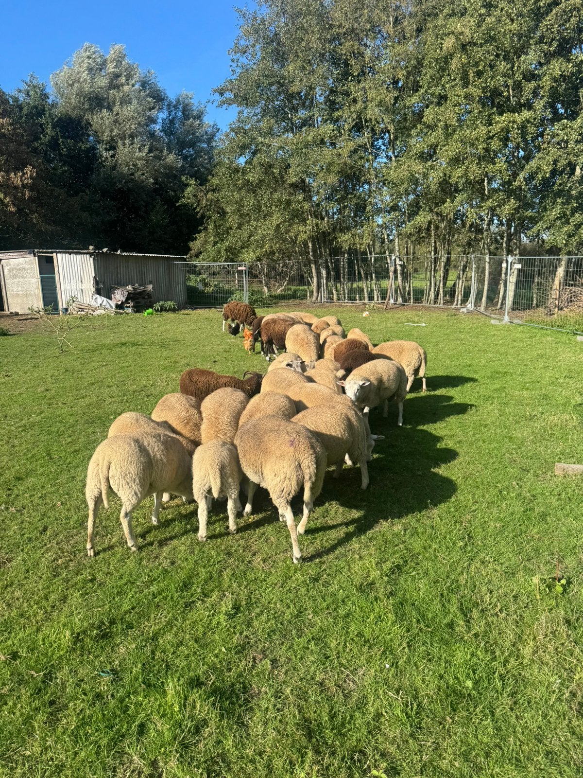 Schapen te koop ooien en rammen, Dieren en Toebehoren, Geslacht onbekend, Schaap, 0 tot 2 jaar
