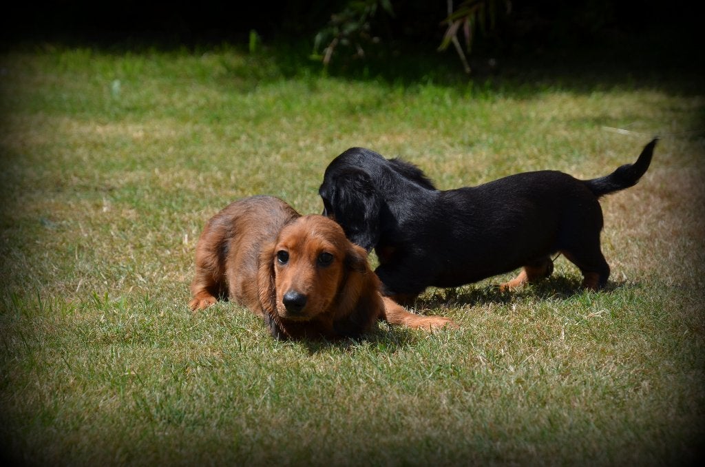 Langharige Teckel pups, Dieren en Toebehoren, Honden | Teckels en Dashonden, Parvo, België, 8 tot 15 weken, Dwerg