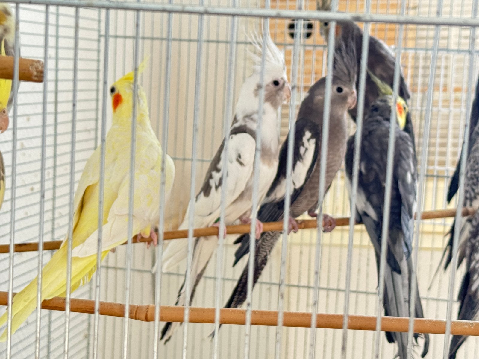 Calopisstte à vendre