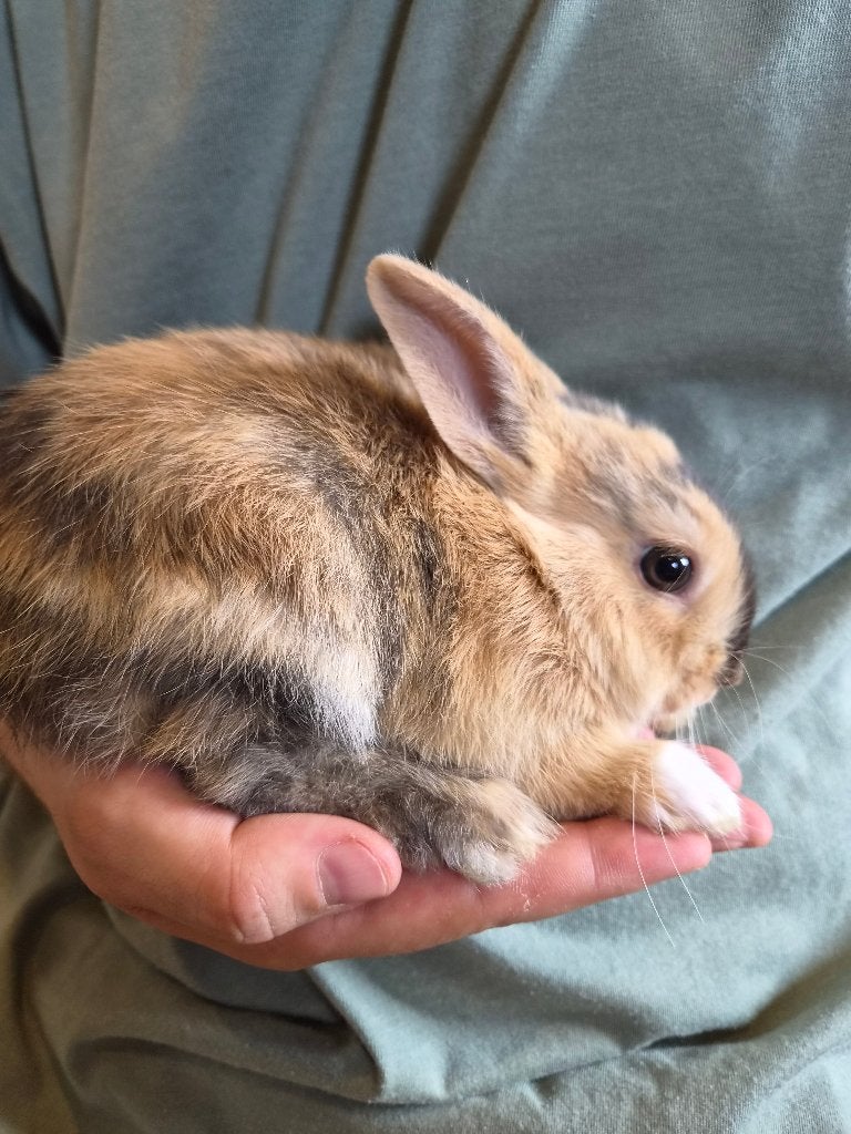 Dwergkonijn, Dieren en Toebehoren, Konijnen, Mannelijk, Dwerg, 0 tot 2 jaar