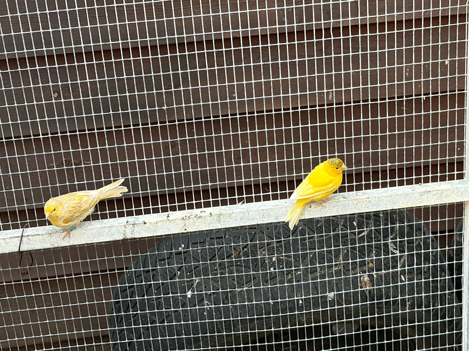 2 kanarie poppen, Dieren en Toebehoren, Vogels | Overige Vogels