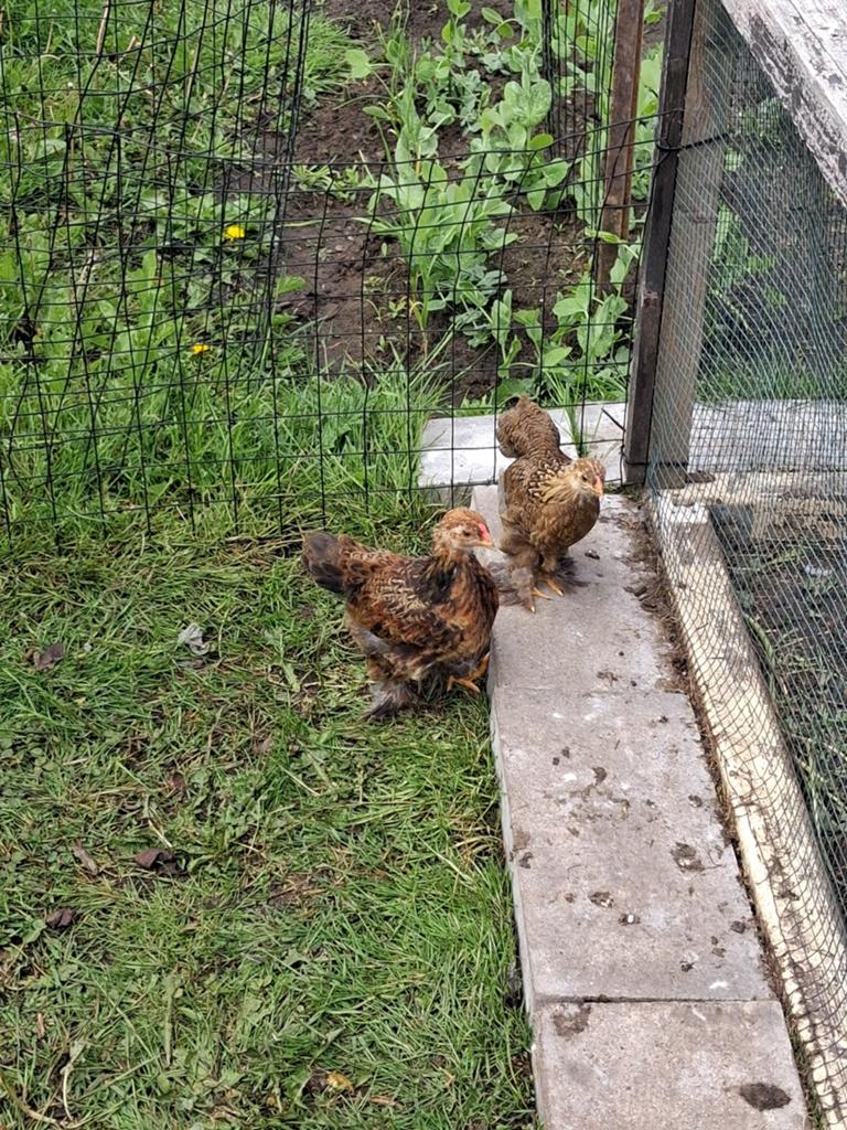 Brahma goudpatrijs kriel koppel., Dieren en Toebehoren, Pluimvee
