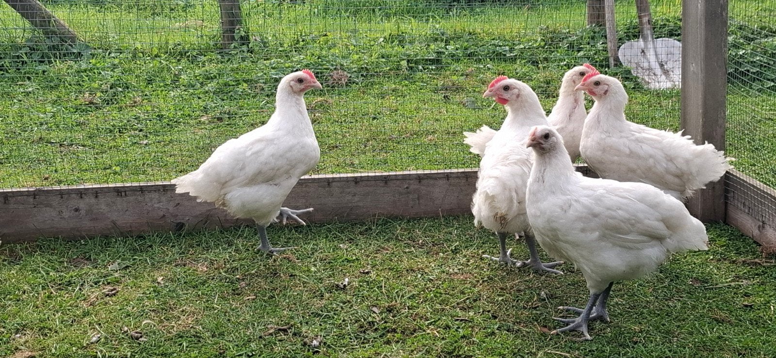 Poule De Bresse Kippen,  witte kleur  , raszuiver, Dieren en Toebehoren, Meerdere dieren, Kip