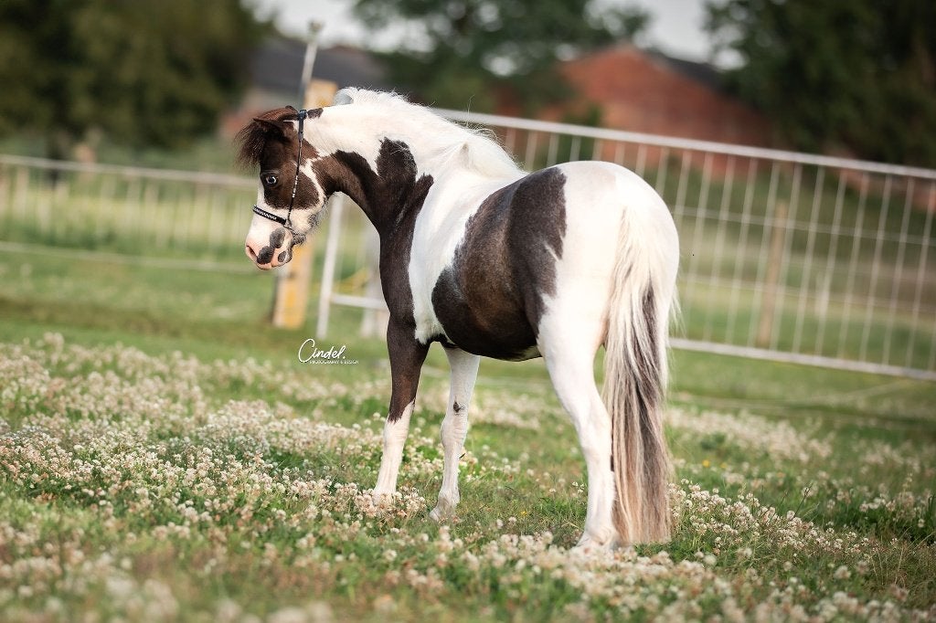 AMHA / NMPRS minipaardjes, Jument, Avec pedigree, 0 à 2 ans
