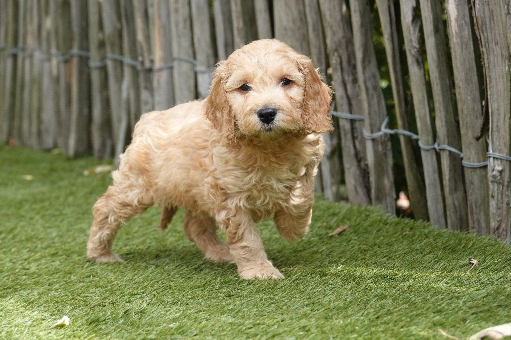 Prachtige Cockapoo pups; abrikoos en abrikoos/rood, België, Overige rassen, CDV (hondenziekte), 8 tot 15 weken