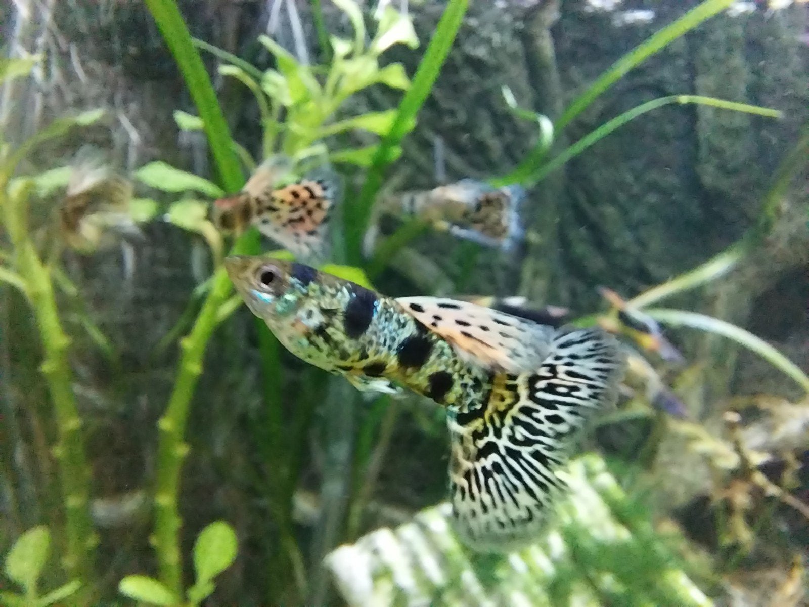 Guppy Tiger King Cobra. Oudenbourg, Animaux & Accessoires, Poisson