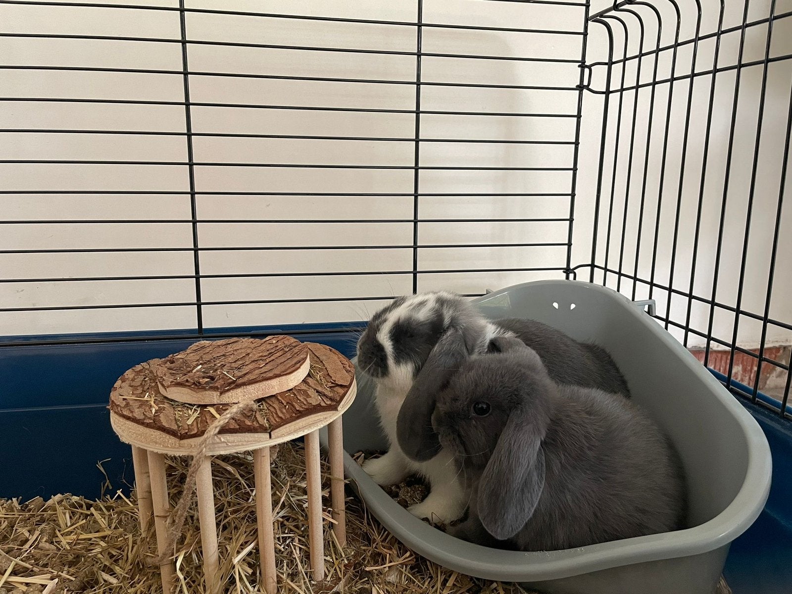 2 hangoortjes konijntjes, Dieren en Toebehoren, Knaagdieren, Mannelijk, Overige typen, Januari, Tam