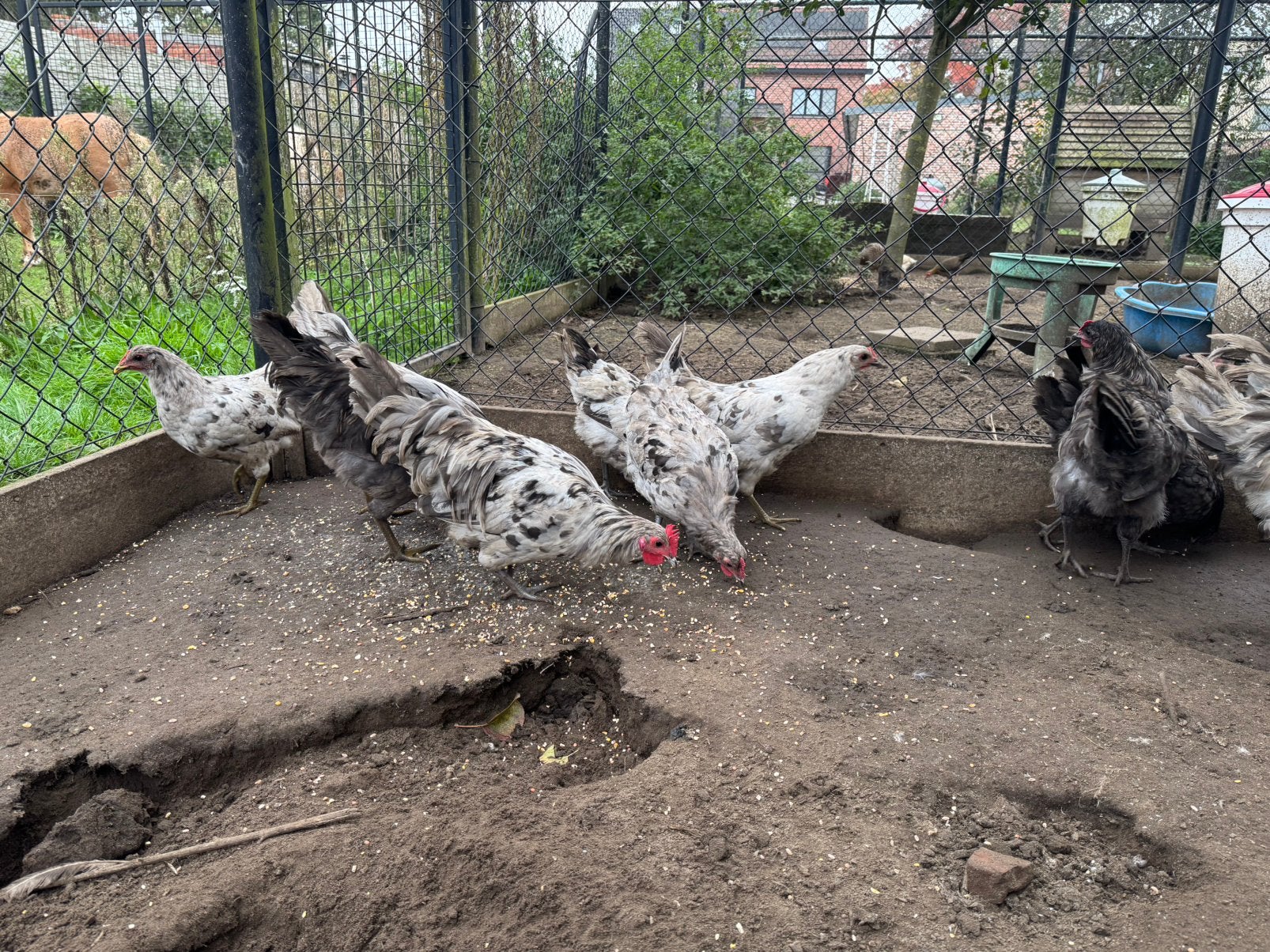 Silverblä silverudd haan, Mâle, Poule ou poulet