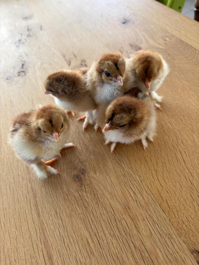 Brahma kuikens groothoender, Sexe inconnu, Poule ou poulet