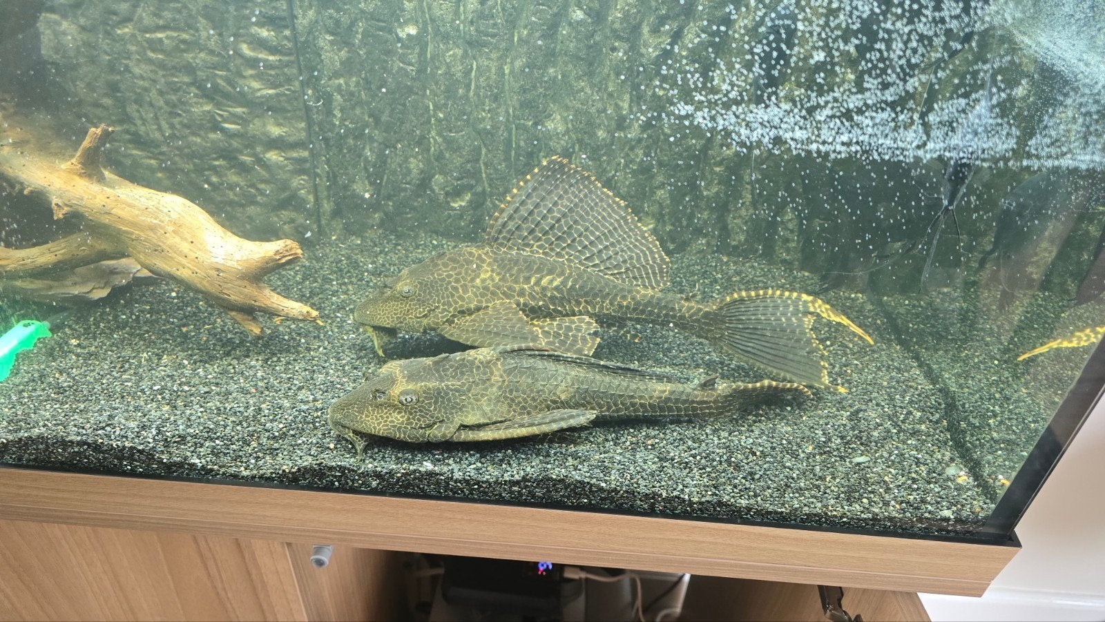 2 pleco, Dieren en Toebehoren, Vissen | Vijvervissen