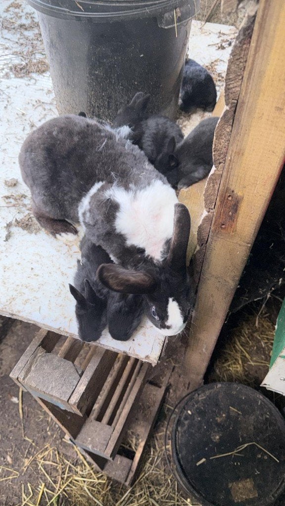 Konijnen, Plusieurs animaux, Taille moyenne, 0 à 2 ans