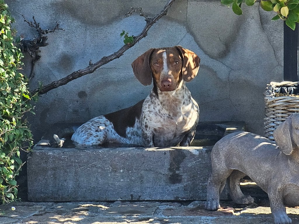 hond, Dieren en Toebehoren, België, Standaard, Fokker | Hobbymatig, Reu