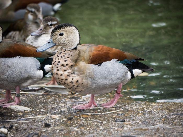 Broedeieren gezocht, Dieren en Toebehoren, Geslacht onbekend, Eend