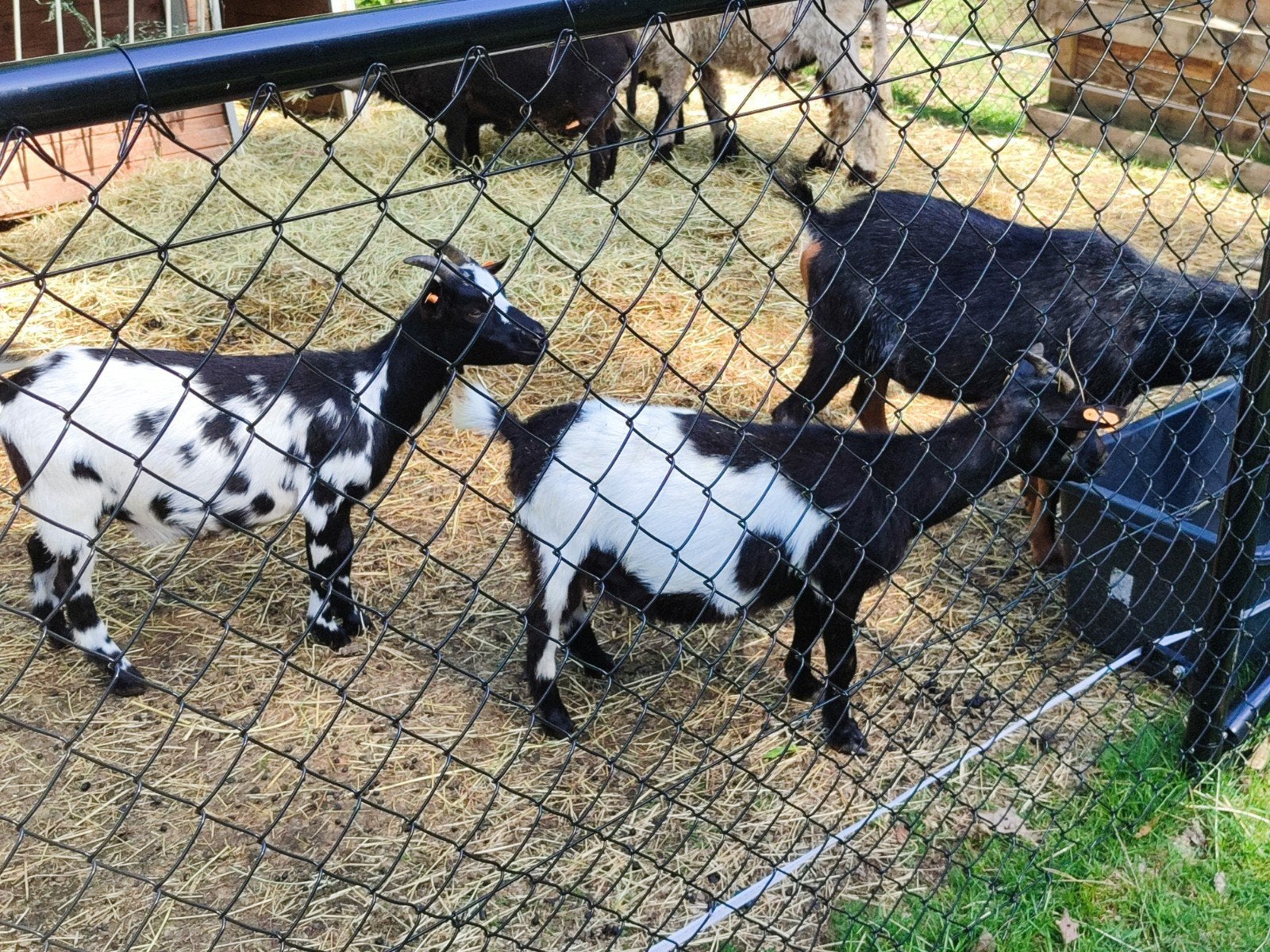 3 geiten bokjes, Dieren en Toebehoren, Mannelijk, Geit