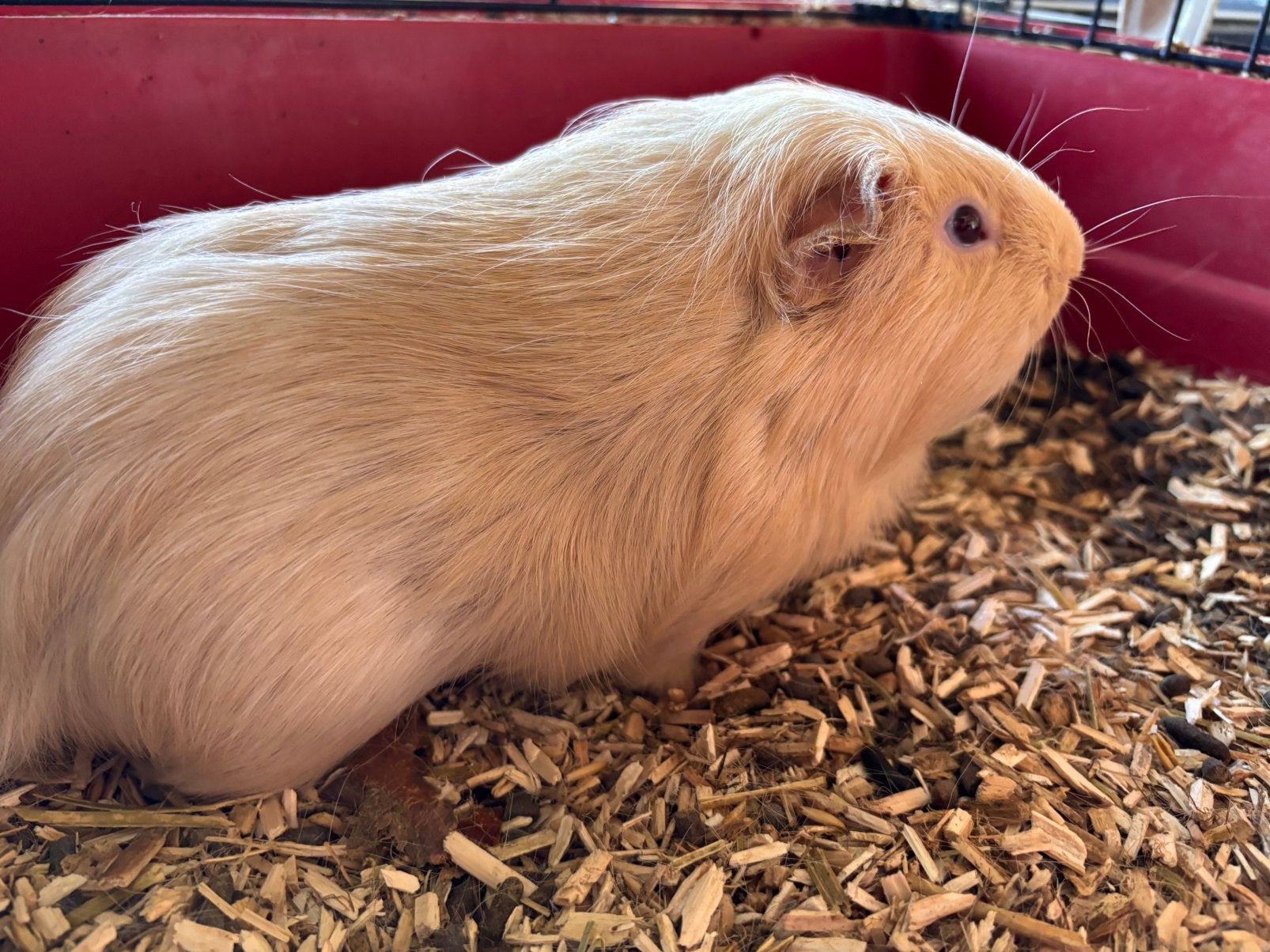 Lieve cavia beer, April, Mannelijk, Cavia