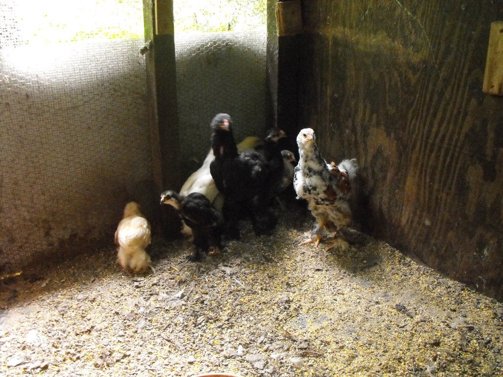 7 jeunes brahmas, Plusieurs animaux, Poule ou poulet