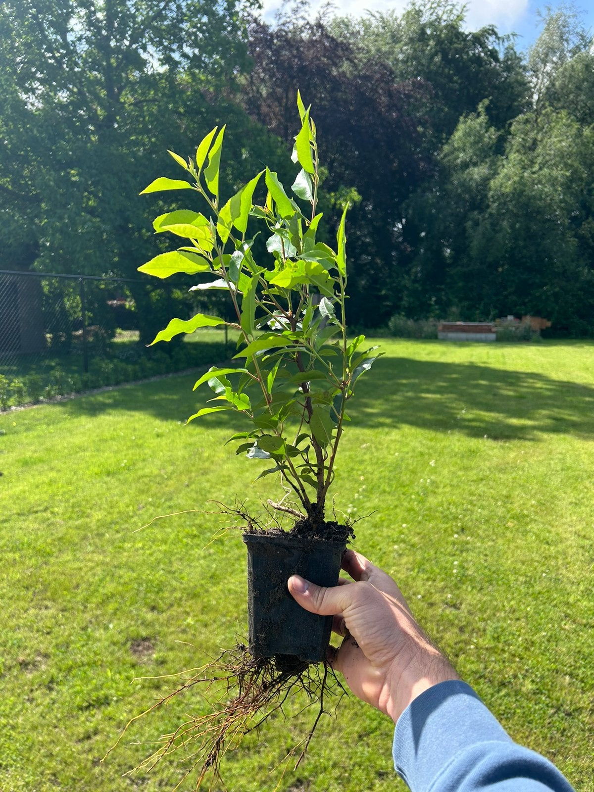 Portugese laurier 40-55cm hoog, Ophalen, Laurier