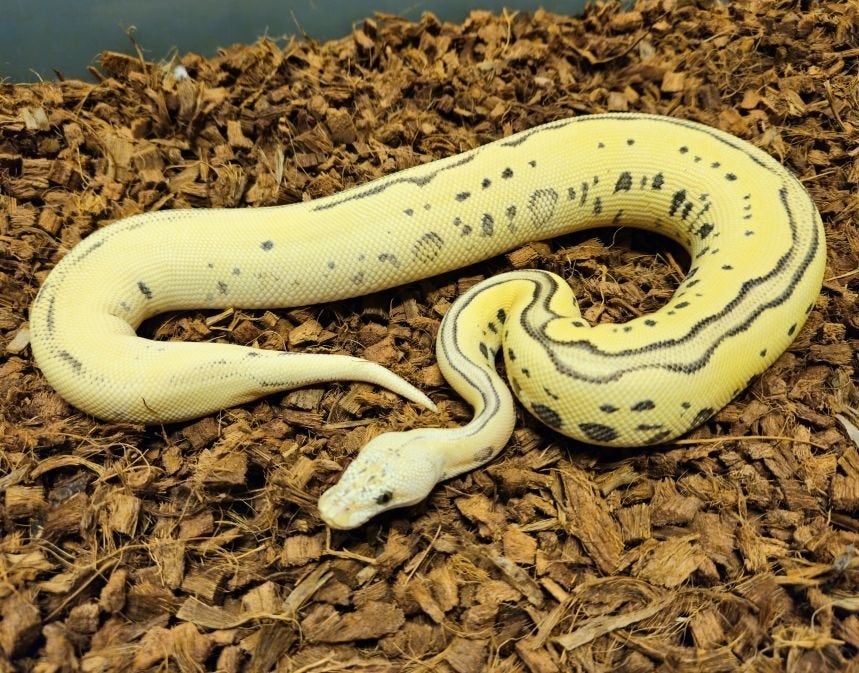 LAST MINUTE HOUTEN DEALS - Diverse koningspythons Ball Python photo 12