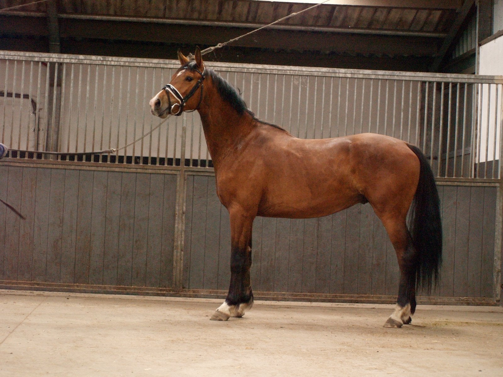 Prachtige 3 jarige ruin, Animaux & Accessoires, Chevaux, Hongre, Non dressé, 160 à 165 cm, 3 à 6 ans, Cheval de dressage