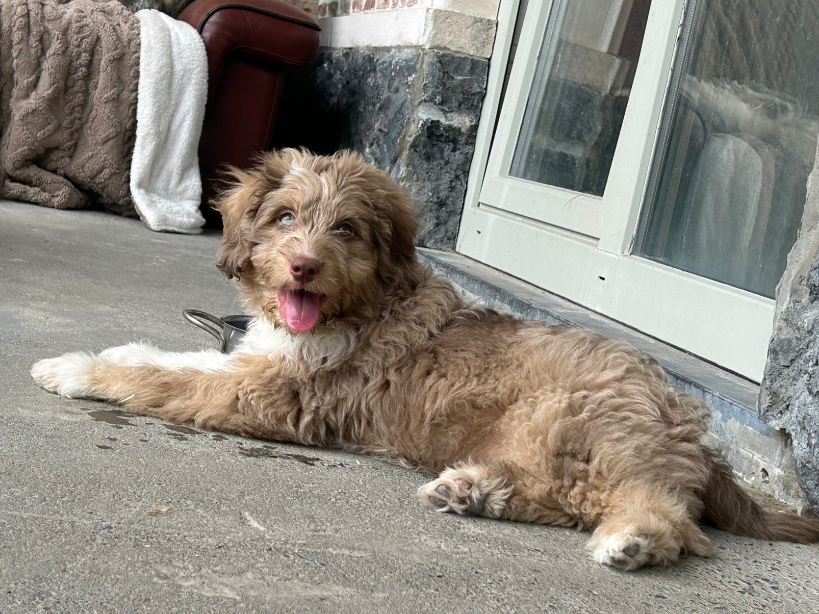 Mini Aussiedoodle reu, Dieren en Toebehoren, België, Reu, 8 tot 15 weken, Parvo