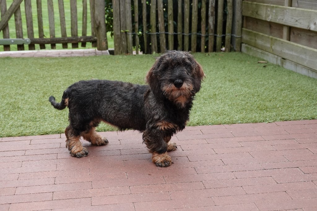 Chiots Teckel nains à poil dur, avec pedigree, 15 semaines à 1 an, Maladie de Carré (chiens), Éleveur | Professionnel, Poils durs