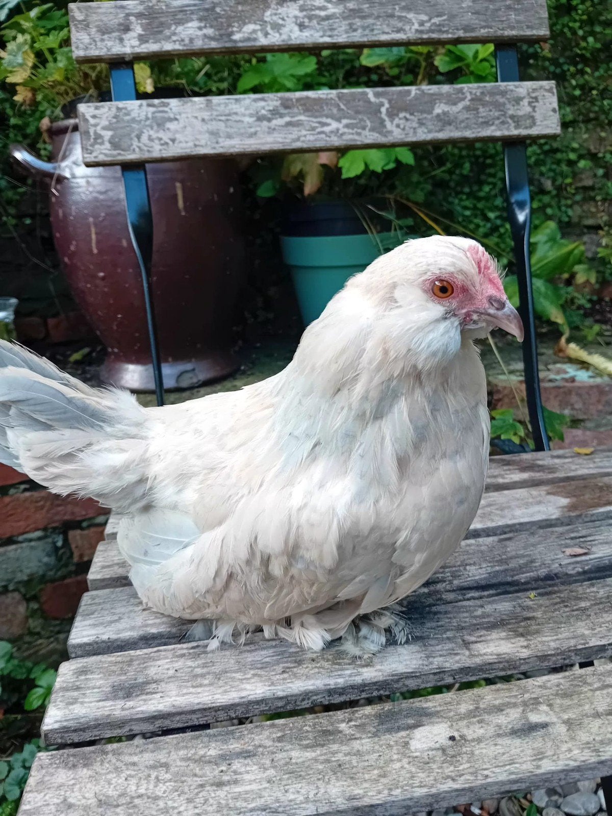 kriel kippen, Dieren en Toebehoren, Vrouwelijk, Kip