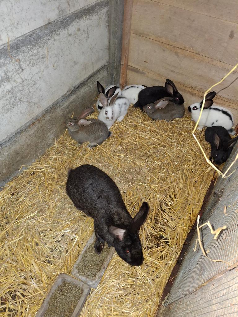 Jonge konijnen, Meerdere dieren, Groot