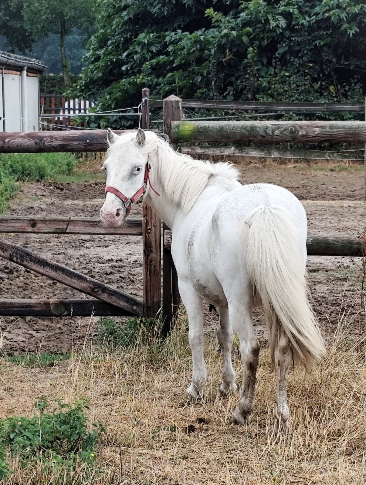 Mega brave A kinderpony, few spot kleur ️, Animaux & Accessoires, Poneys, B, Avec puce électronique, 11 ans ou plus, Poney de récréation