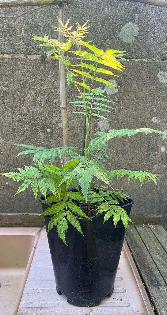 Plant de sobaria sorbifolia, Tuin en Terras, Planten | Tuinplanten, Volle zon, Vaste plant, Zomer, Ophalen