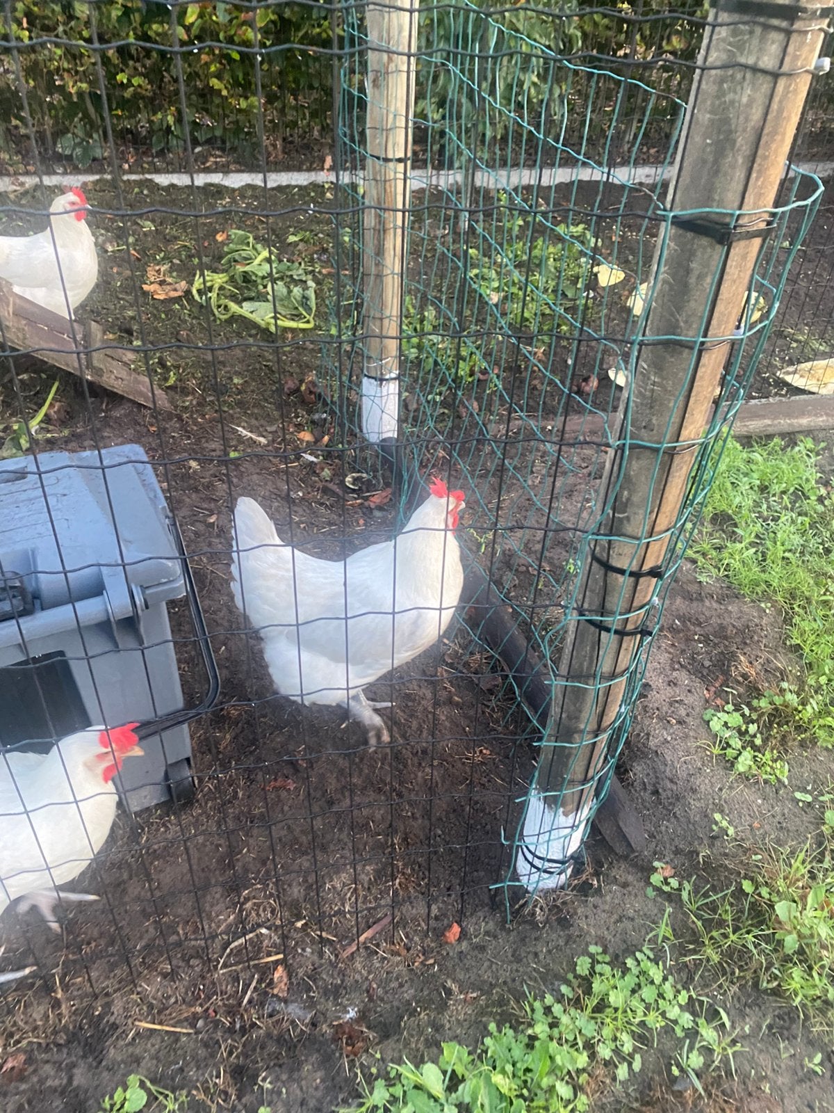 poule de bresse hennen