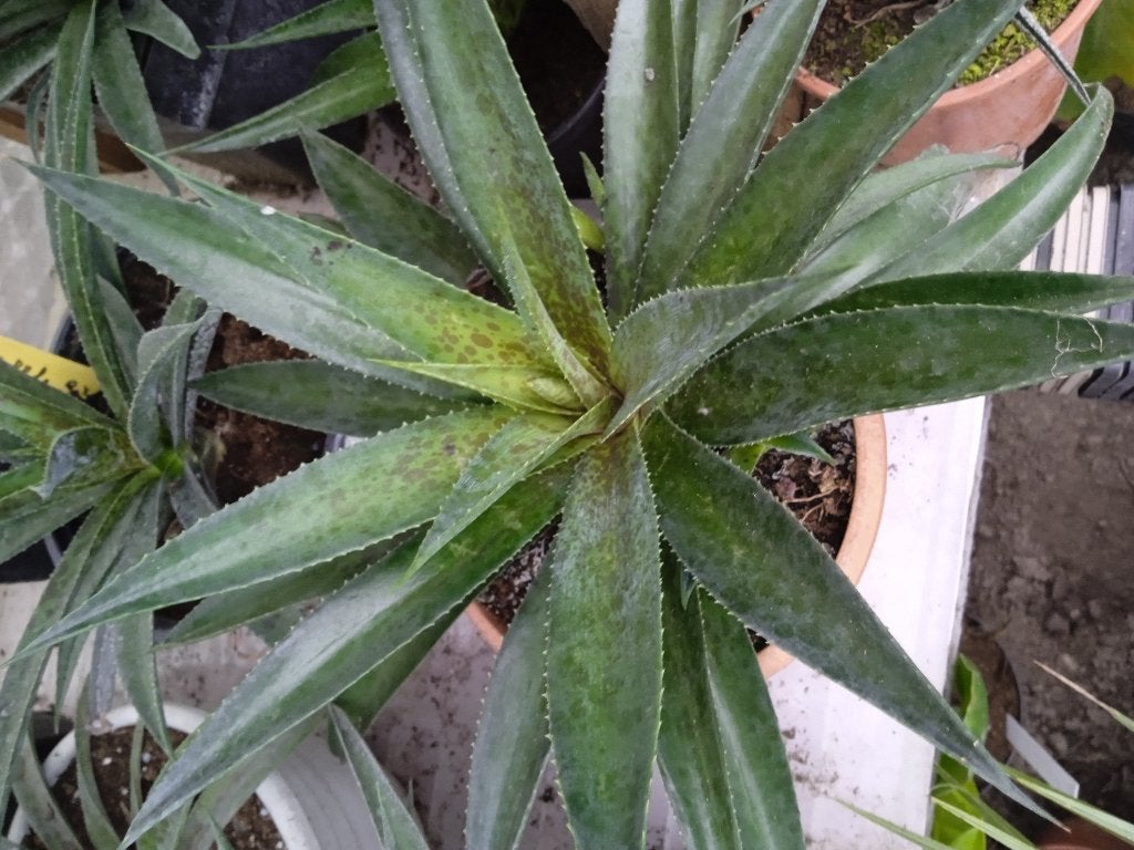 mangave pinappel exspres, Tuin en Terras, Planten | Tuinplanten, Ophalen