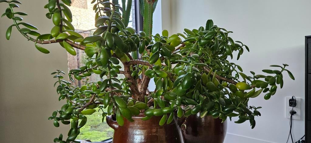 Stekjes Jade plant Crassula Ovata, Enlèvement