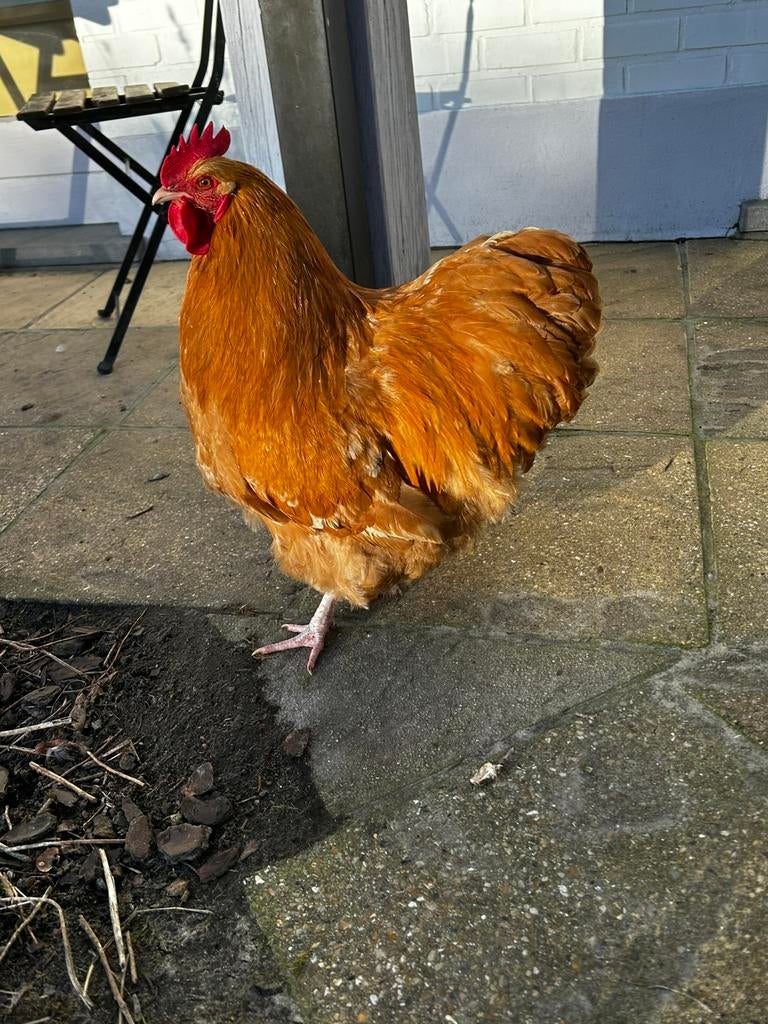 Coq chamois Orpington, Mâle, Poule ou poulet