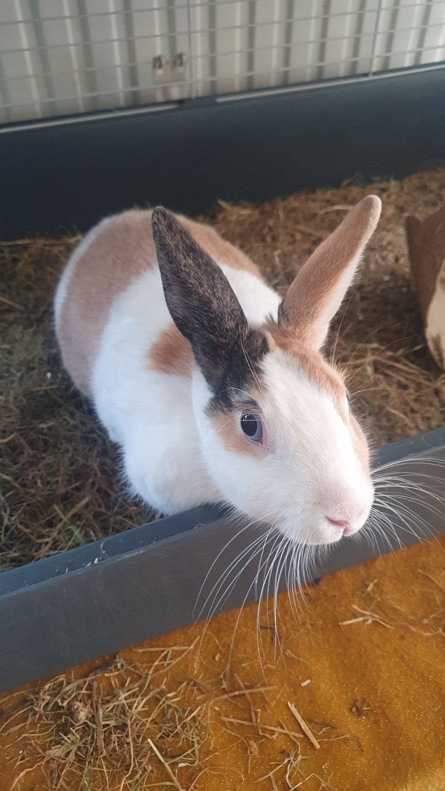 zoeken dringend een nieuwe thuis, Dieren en Toebehoren