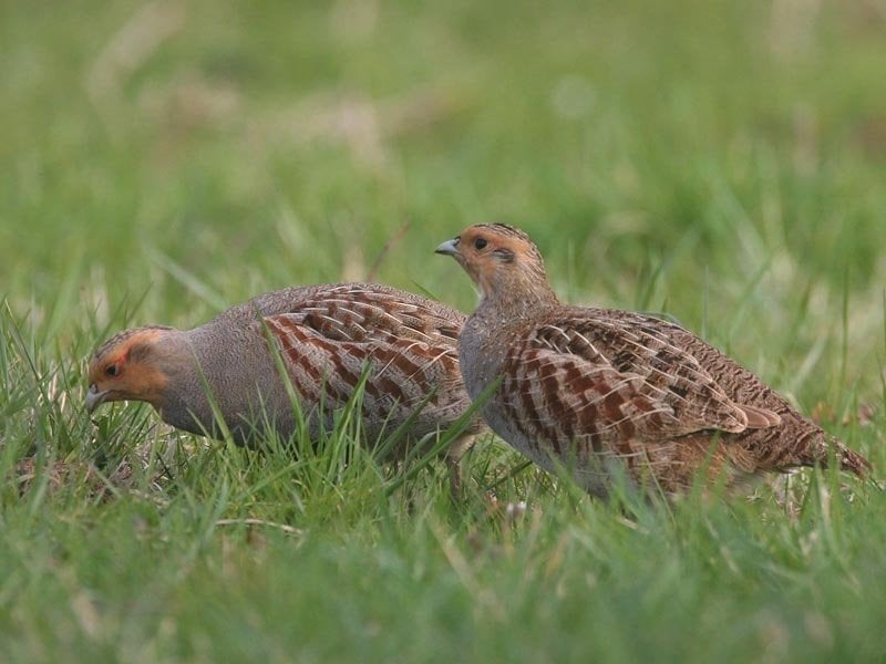 jonge europese patrijzen, Dieren en Toebehoren, Geringd