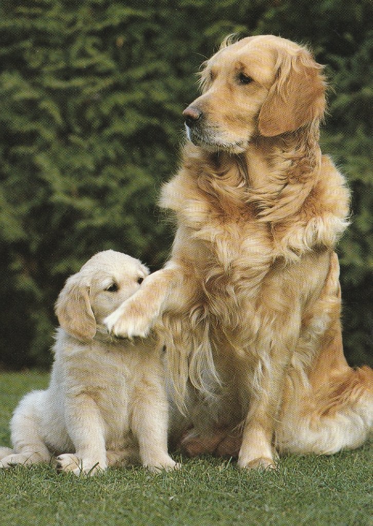 GOLDEN  RETRIEVER  MET  PUPPY, Verzenden, 1980 tot heden, Gelopen, Hond of Kat