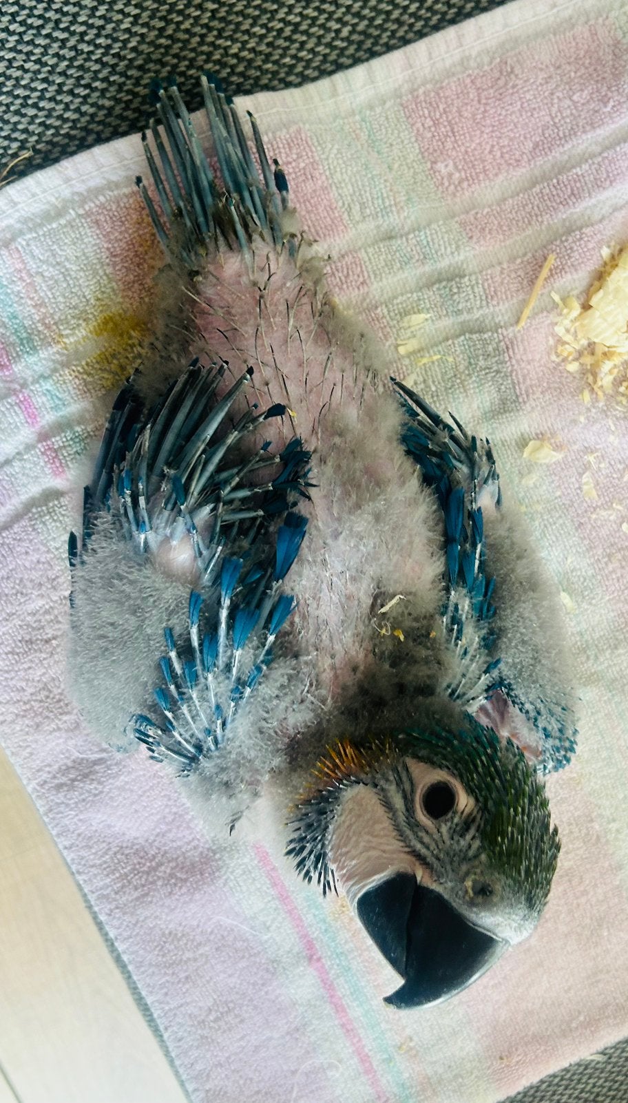 Handtamme jonge Blauwgele ara van 6 weken oud, Geslacht onbekend, Papegaai, Pratend