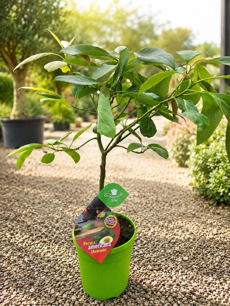 Persea Americana - Avocado plant, Ophalen