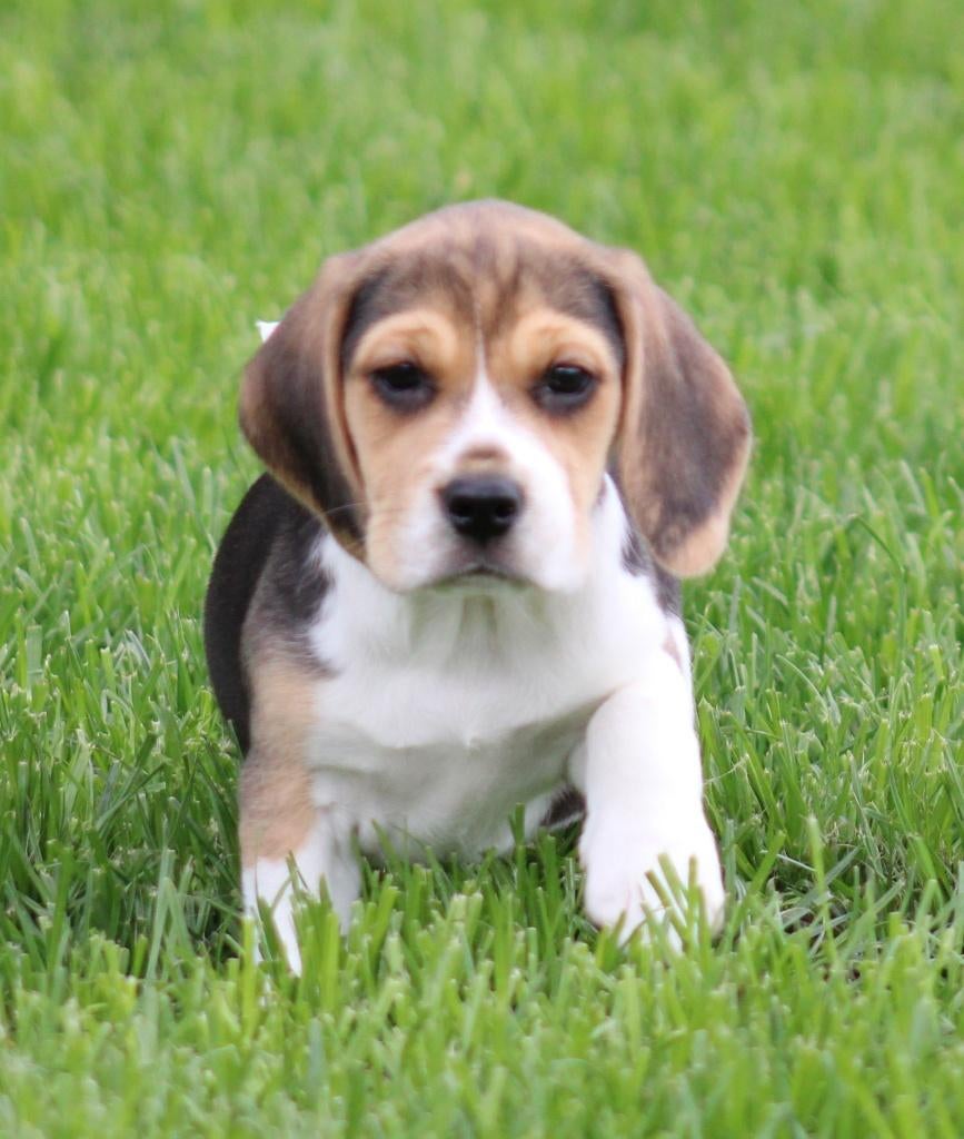 Chiots Beagle, Beagle, Plusieurs, Hépatite contagieuse (maladie de Rubarth), Belgique
