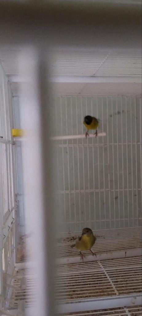 De koopt 3 koppels zwartkopsijn 100euro per koppel of 250 vo, Dieren en Toebehoren, Vogels | Kanaries, Meerdere dieren