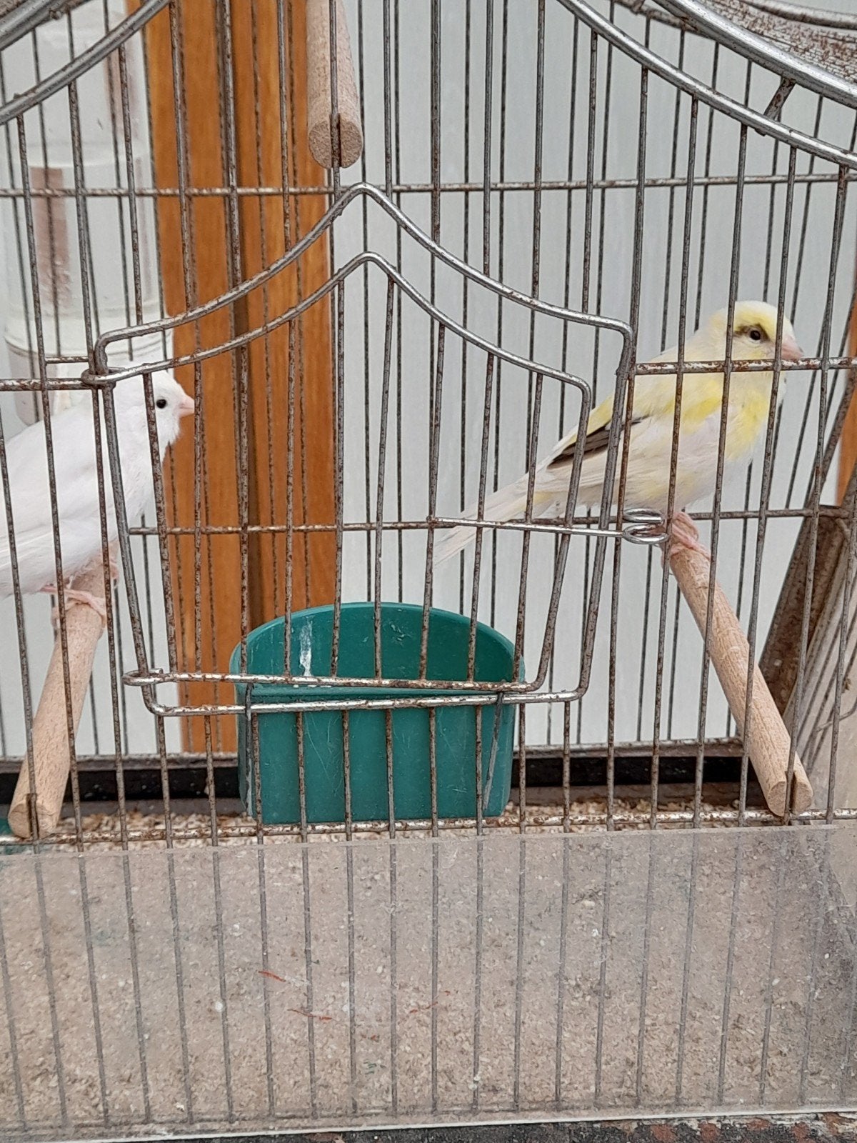 kanaries, Dieren en Toebehoren