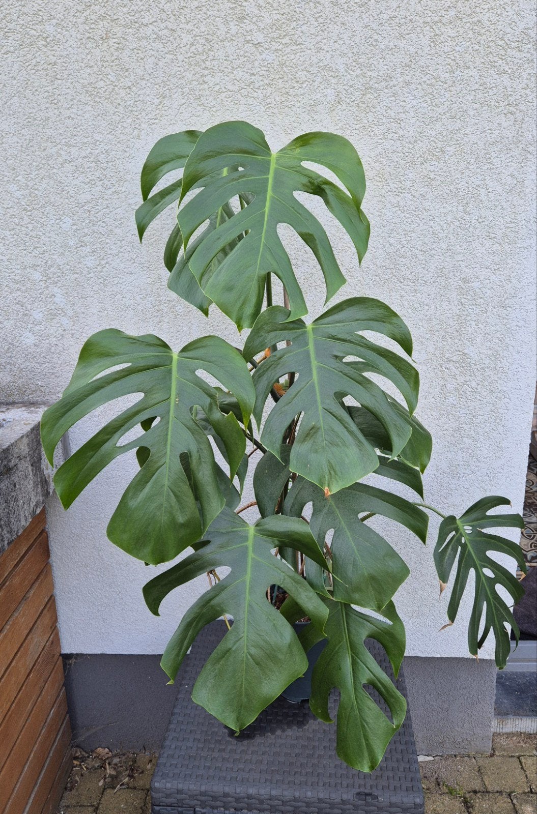 Monstera Brazil, Enlèvement