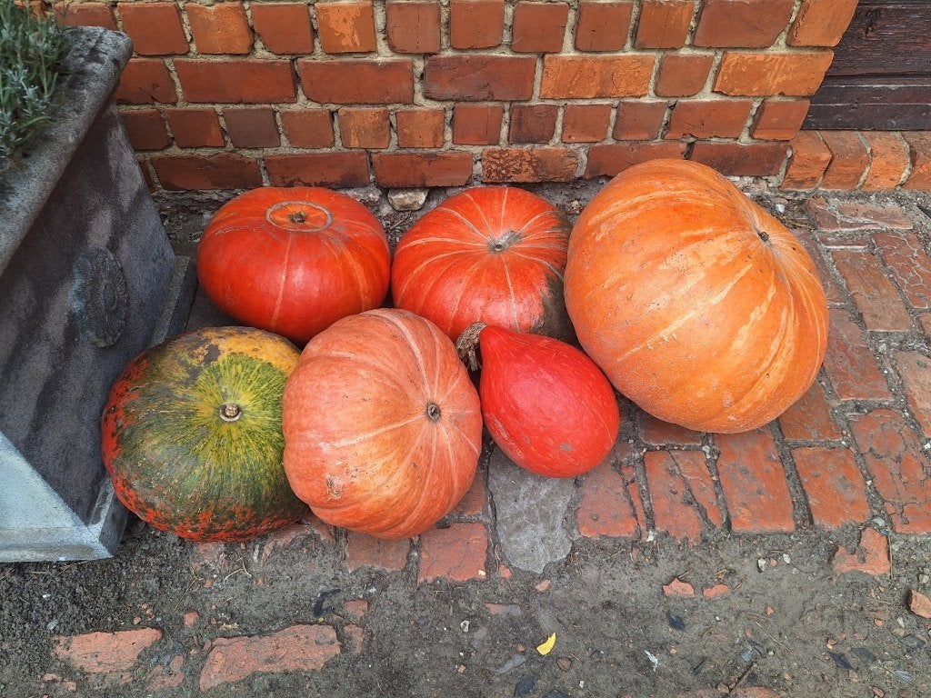 pompoenen/ butternut, Divers, Enlèvement