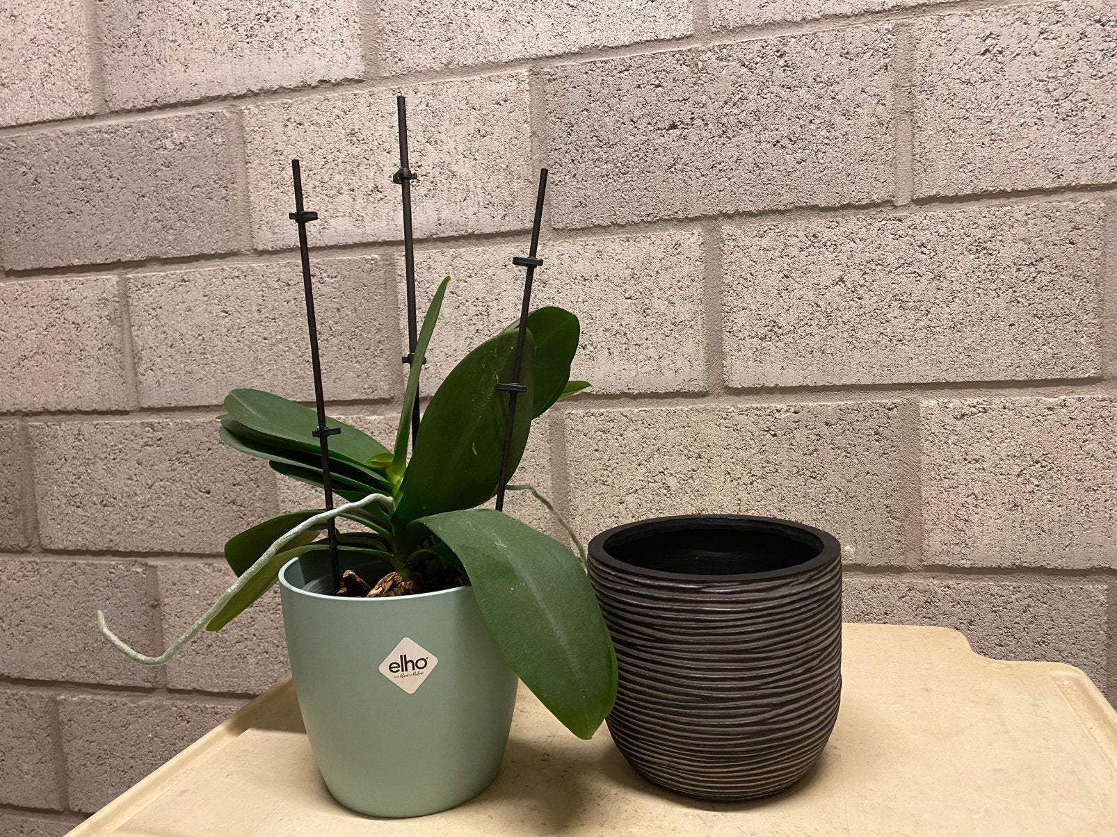 Roos met witte orchidee, inclusief twee bloempotten, Enlèvement, Comme neuf