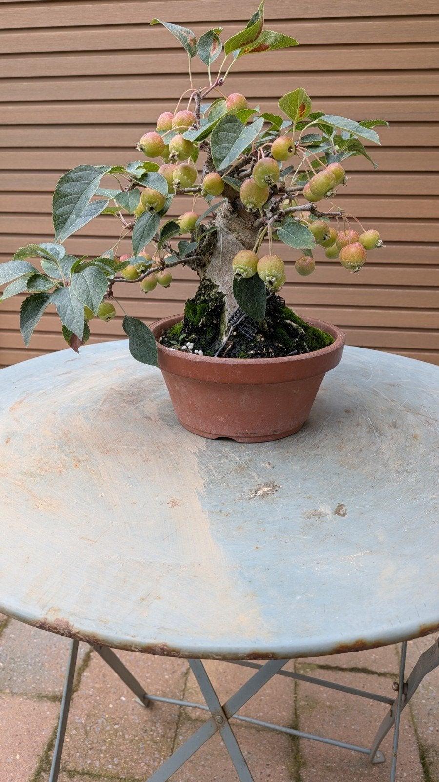 Div Bonsai, Tuin en Terras, Planten | Bomen, Ophalen