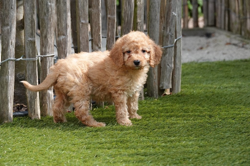 Prachtige abrikoze Cavapoo pup, Parvo, België, Overige rassen, 8 tot 15 weken