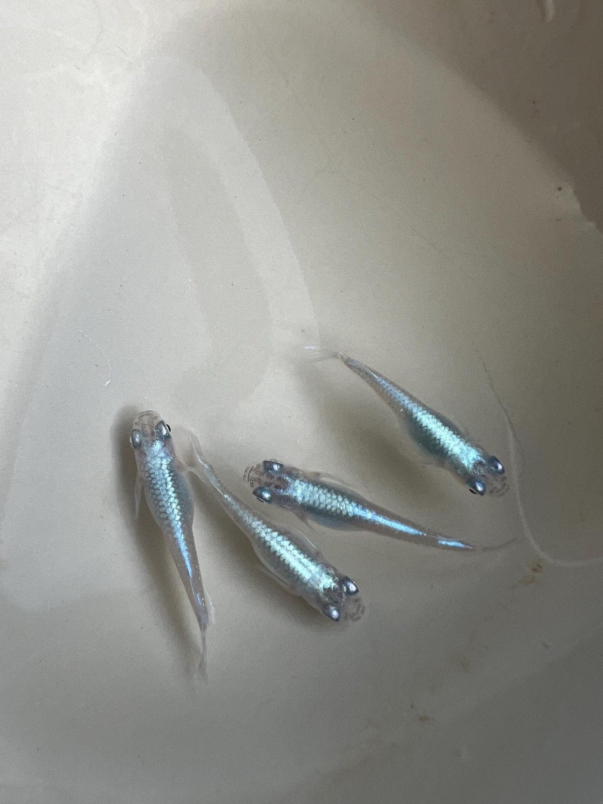 medaka japanse rijstvisjes, Animaux & Accessoires, Poissons | Poissons d'étang, Autres espèces
