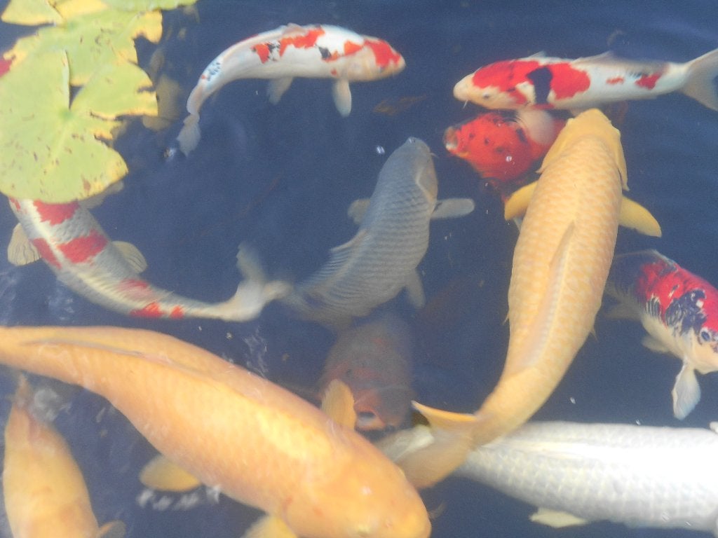 koi