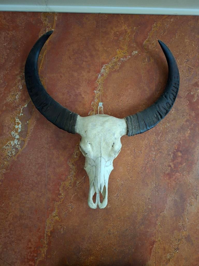Tête de buffle véritable avec cornes, Collections, Collections Animaux, Enlèvement, Crâne