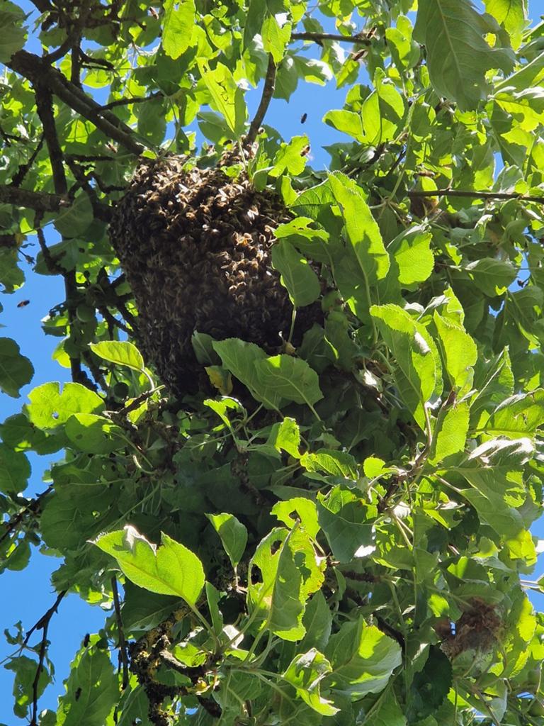 Bijen, Dieren en Toebehoren, Bijen